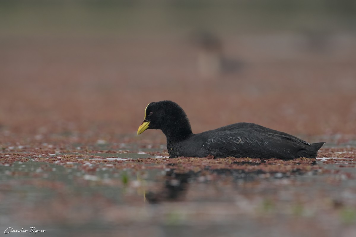 Red-gartered Coot - Claudio Rosso
