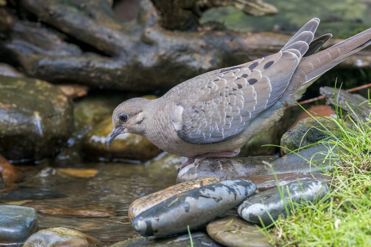 Mourning Dove - ML620240576