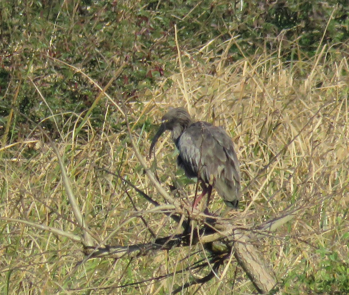 Plumbeous Ibis - ML620240579