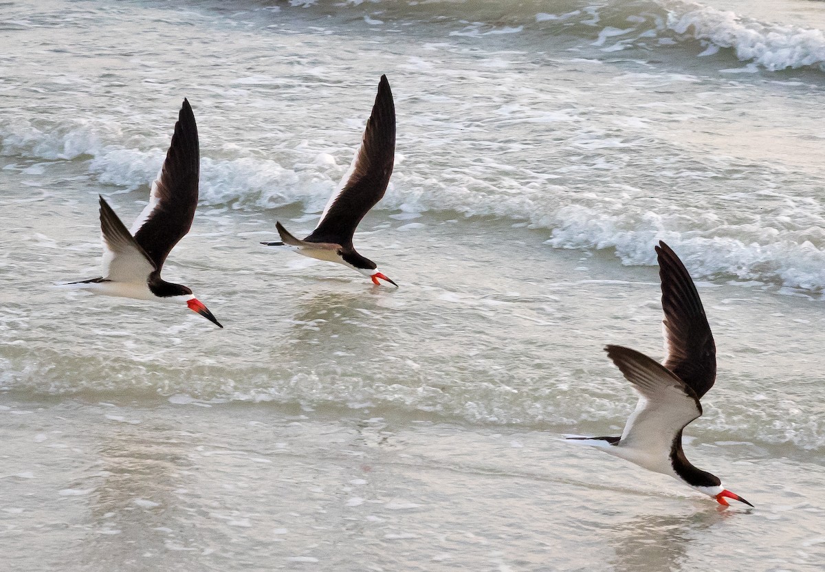 Black Skimmer - ML620240580