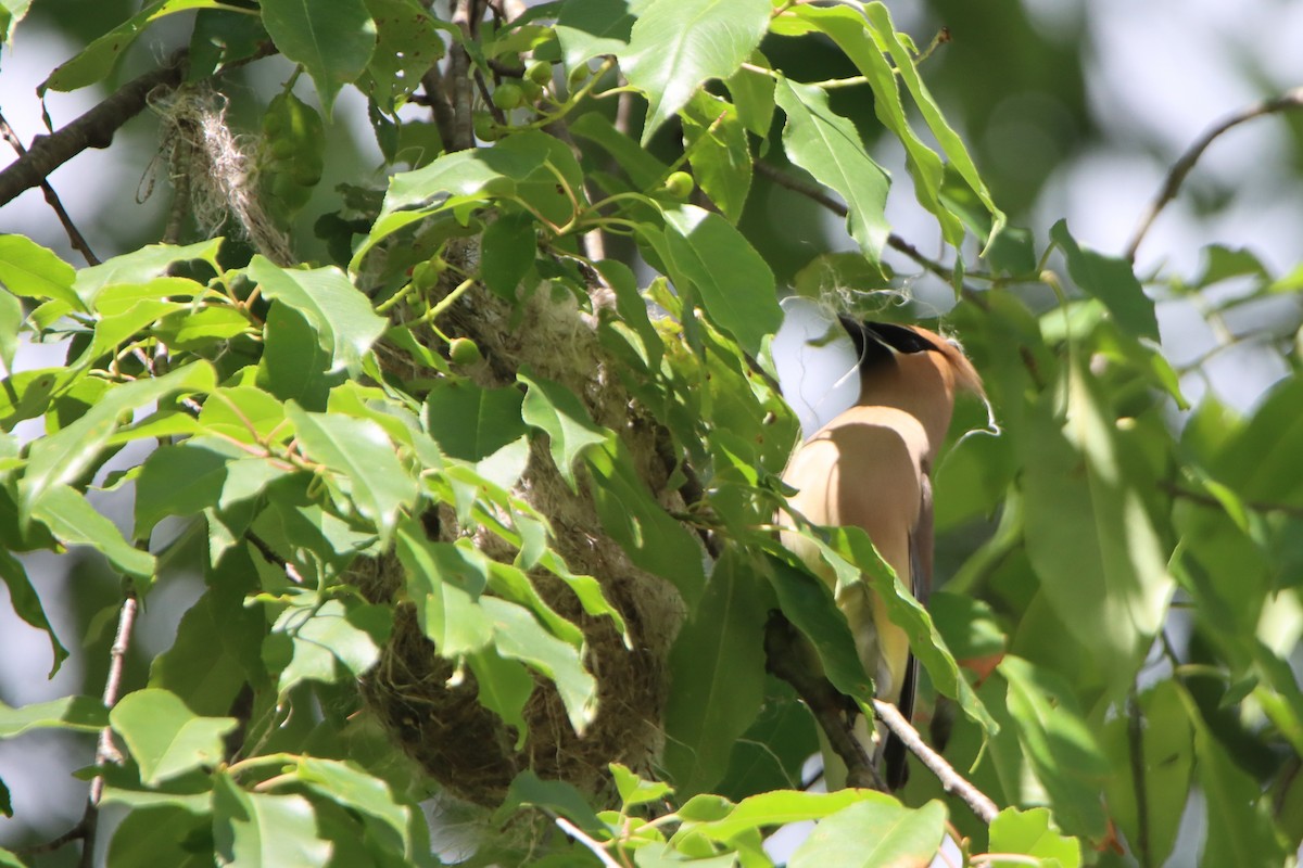 Cedar Waxwing - ML620240581