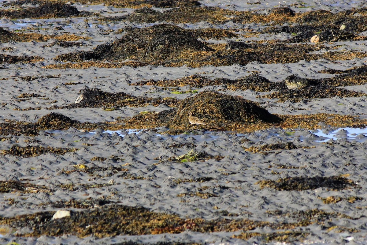 European Golden-Plover - ML620240595