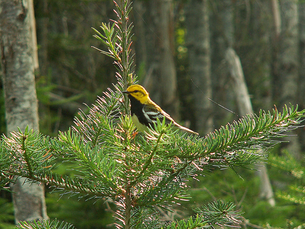 Black-throated Green Warbler - ML620240597