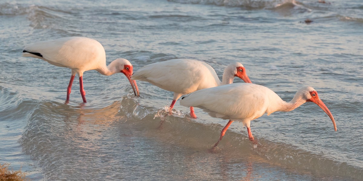 White Ibis - ML620240602