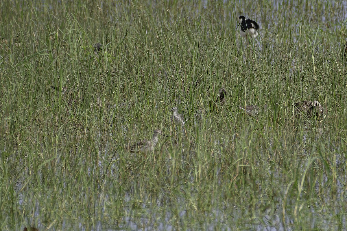 Lesser Yellowlegs - ML620240609