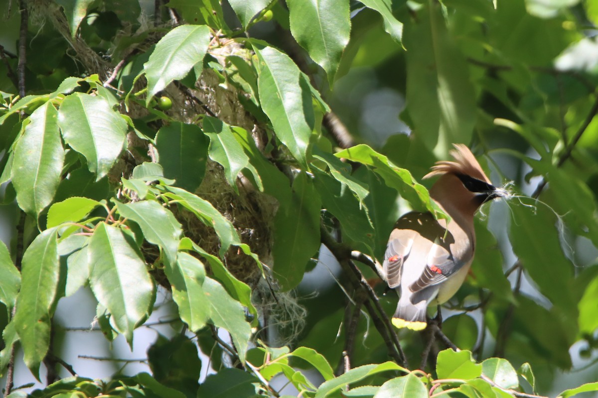 Cedar Waxwing - ML620240610