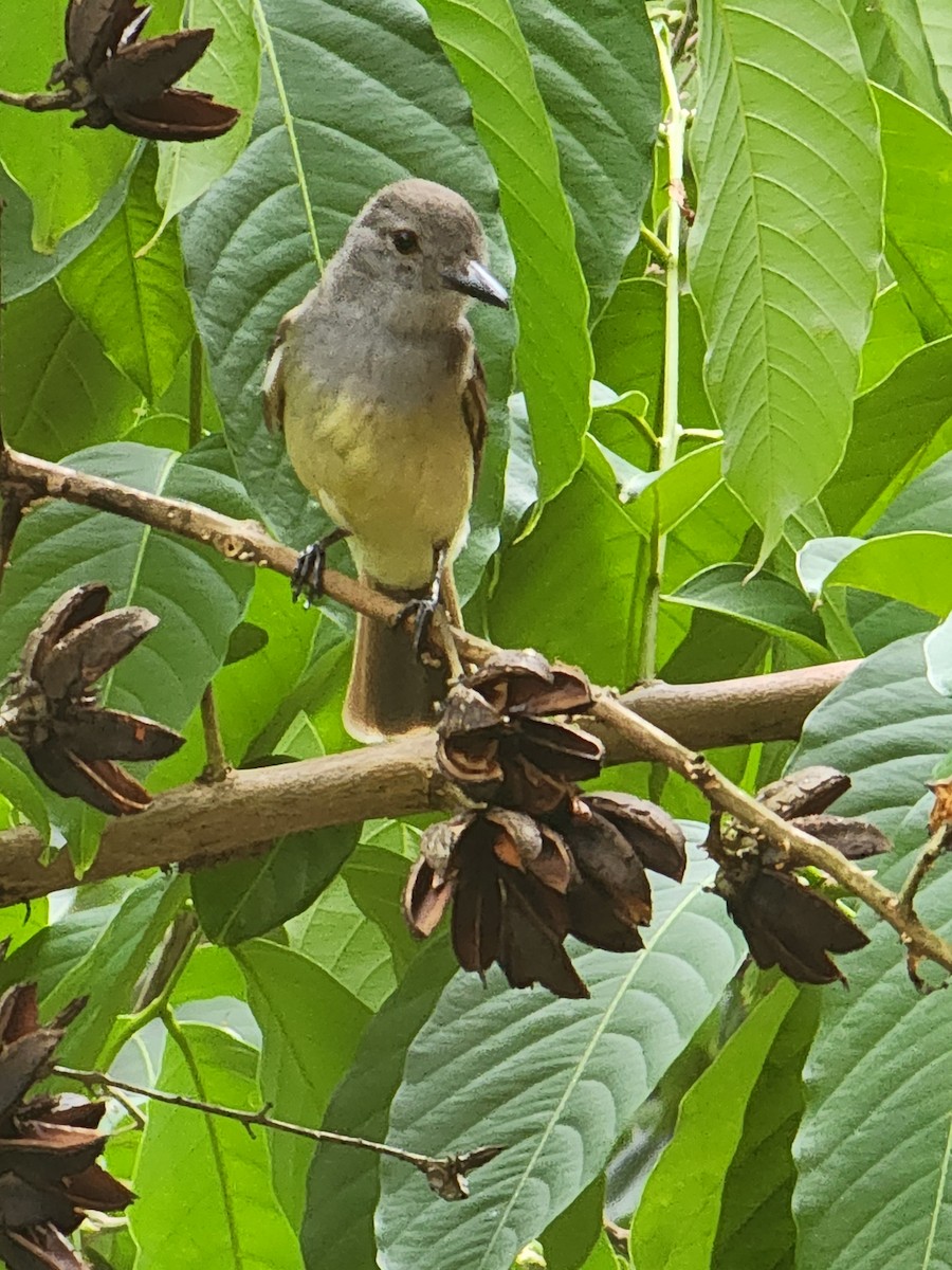 Panama Flycatcher - ML620240611