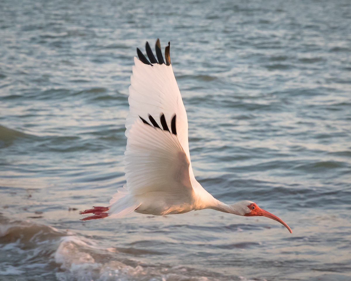 White Ibis - ML620240617