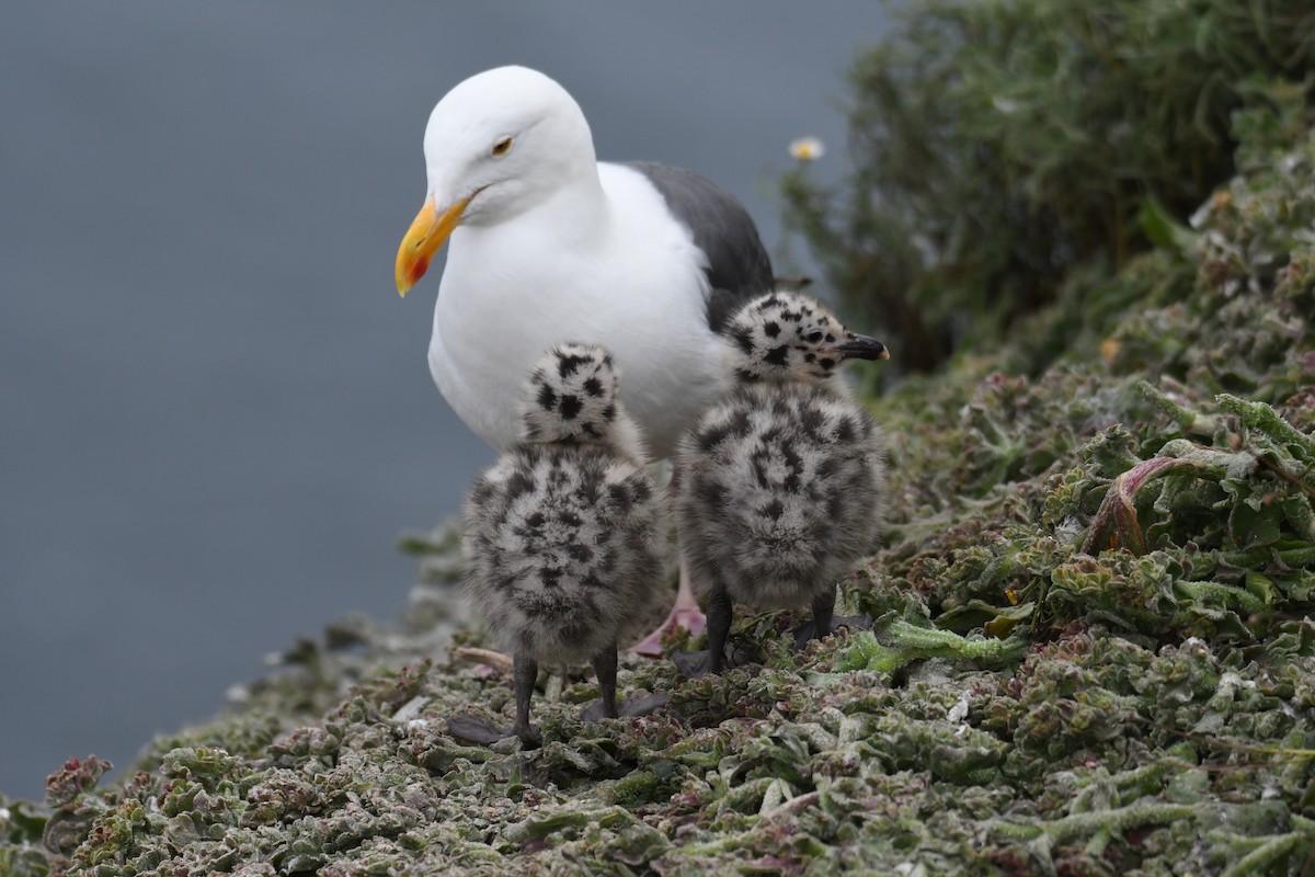 Gaviota Occidental - ML620240621