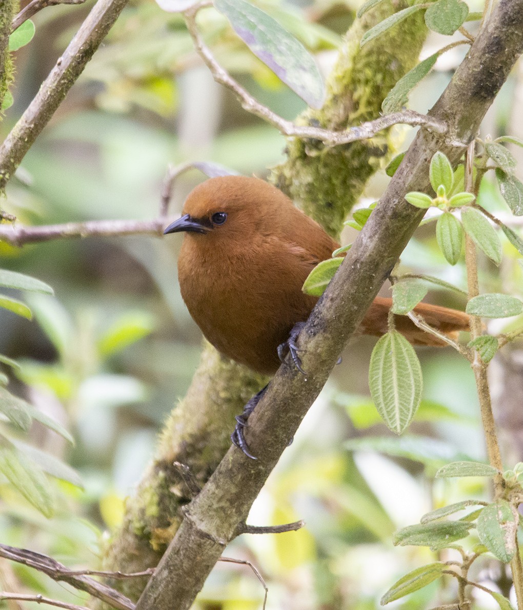 Rufous Wren - ML620240633