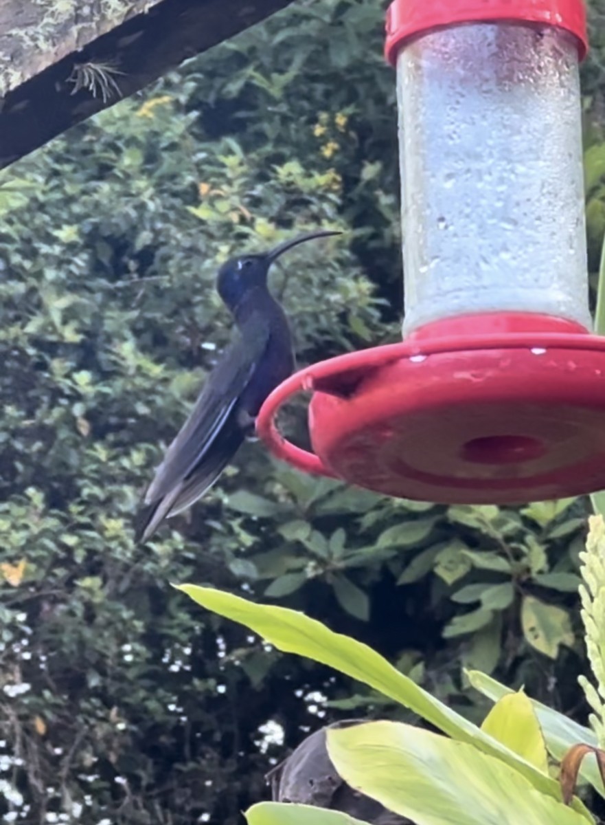 kolibřík fialkový - ML620240645