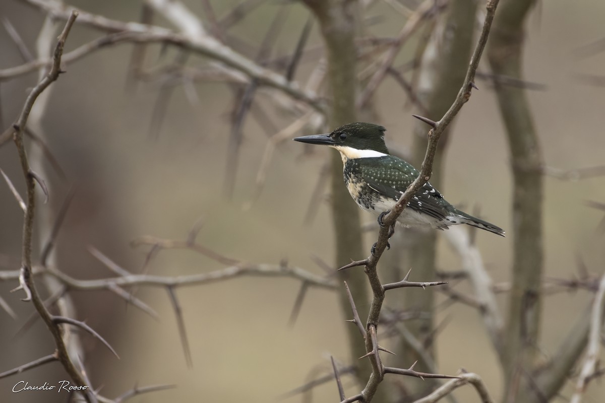 Green Kingfisher - Claudio Rosso