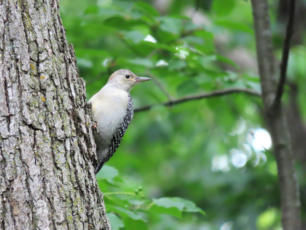 Red-bellied Woodpecker - ML620240655