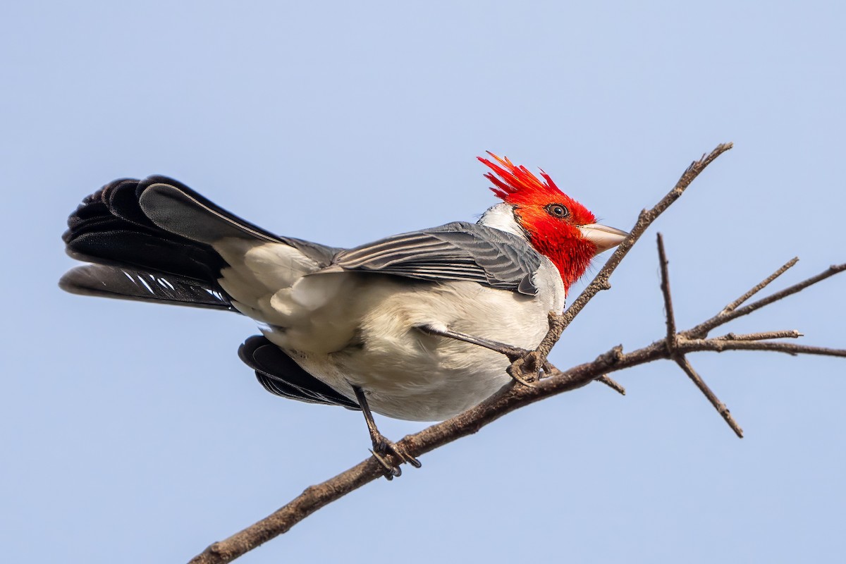 Red-crested Cardinal - ML620240656
