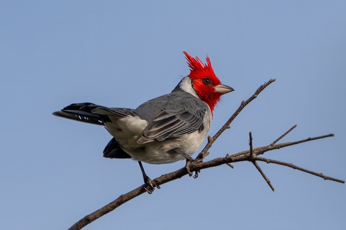 Red-crested Cardinal - ML620240657