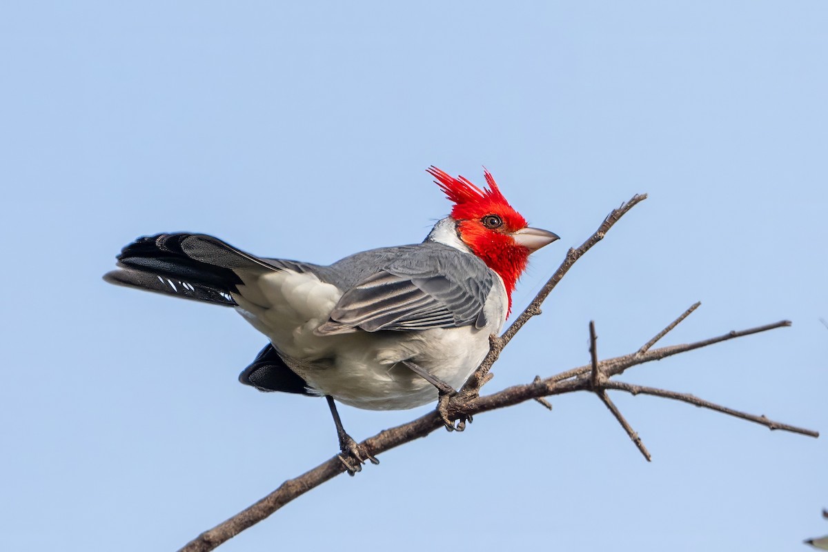 Red-crested Cardinal - ML620240658