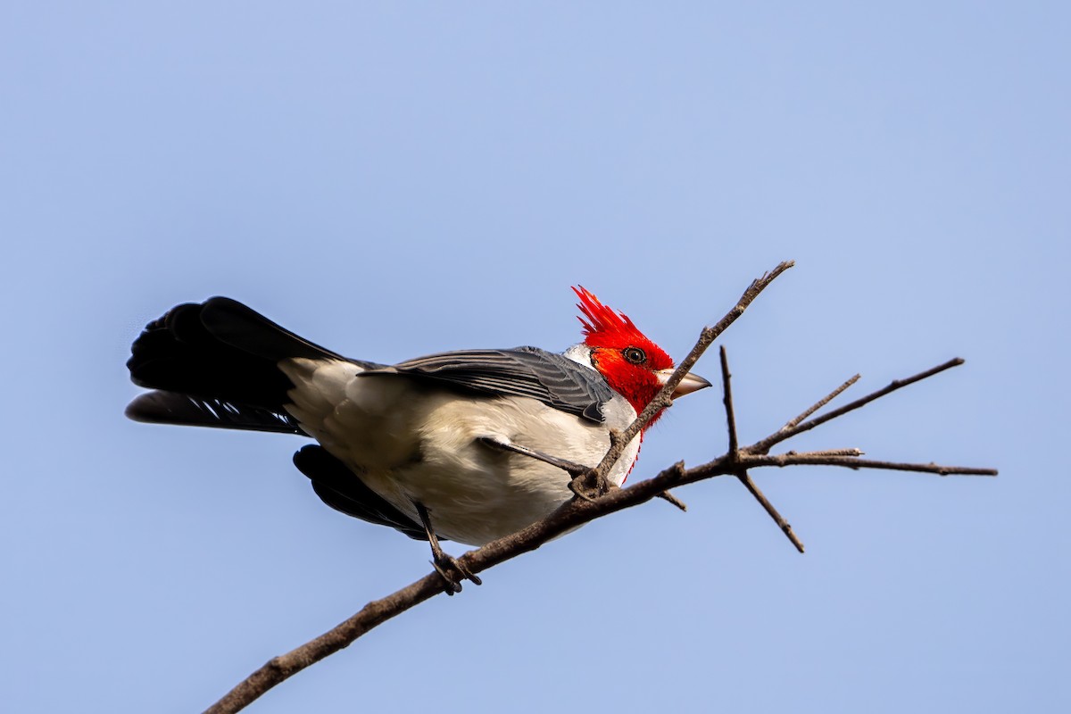 Red-crested Cardinal - ML620240659