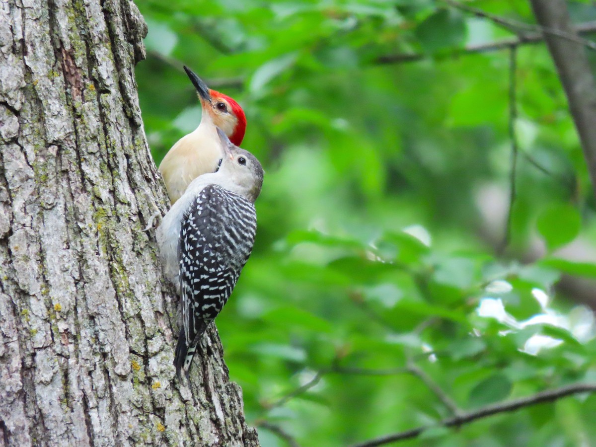Red-bellied Woodpecker - ML620240680