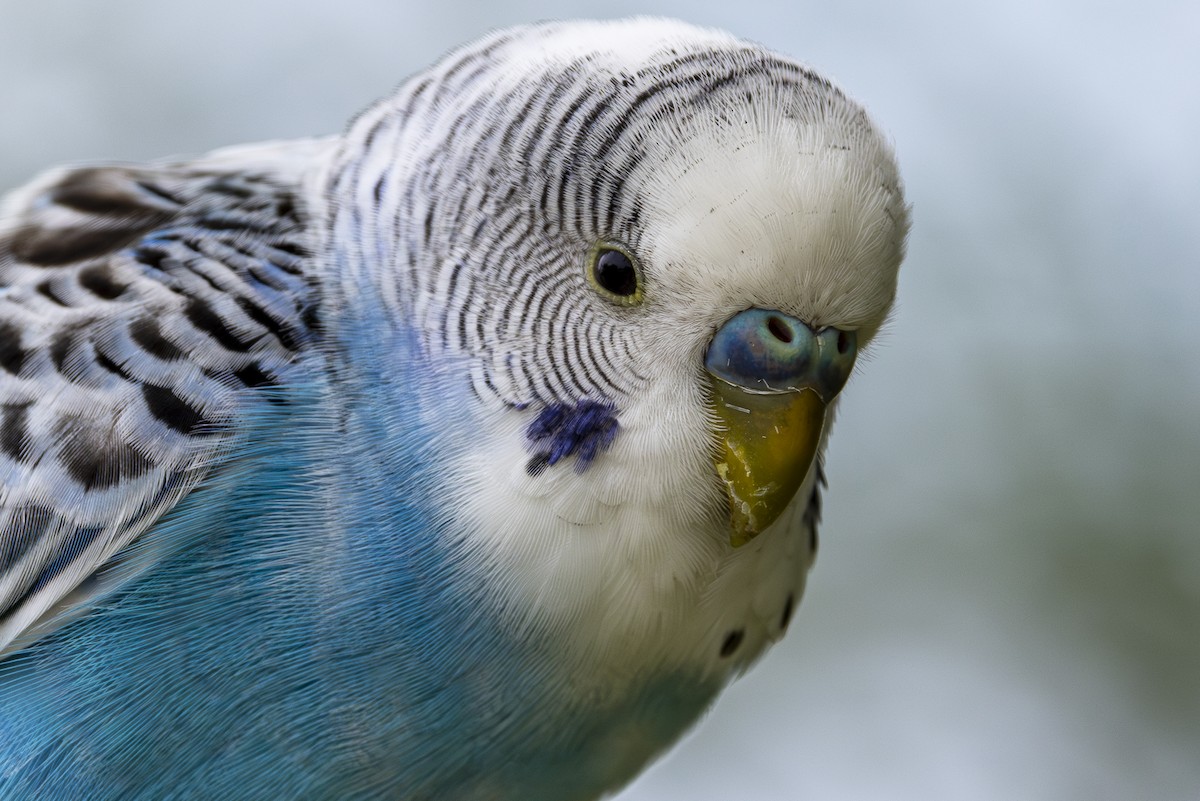 Волнистый попугайчик (Одомашенного вида) - ML620240682