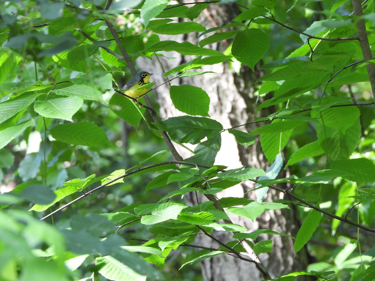 Canada Warbler - ML620240685