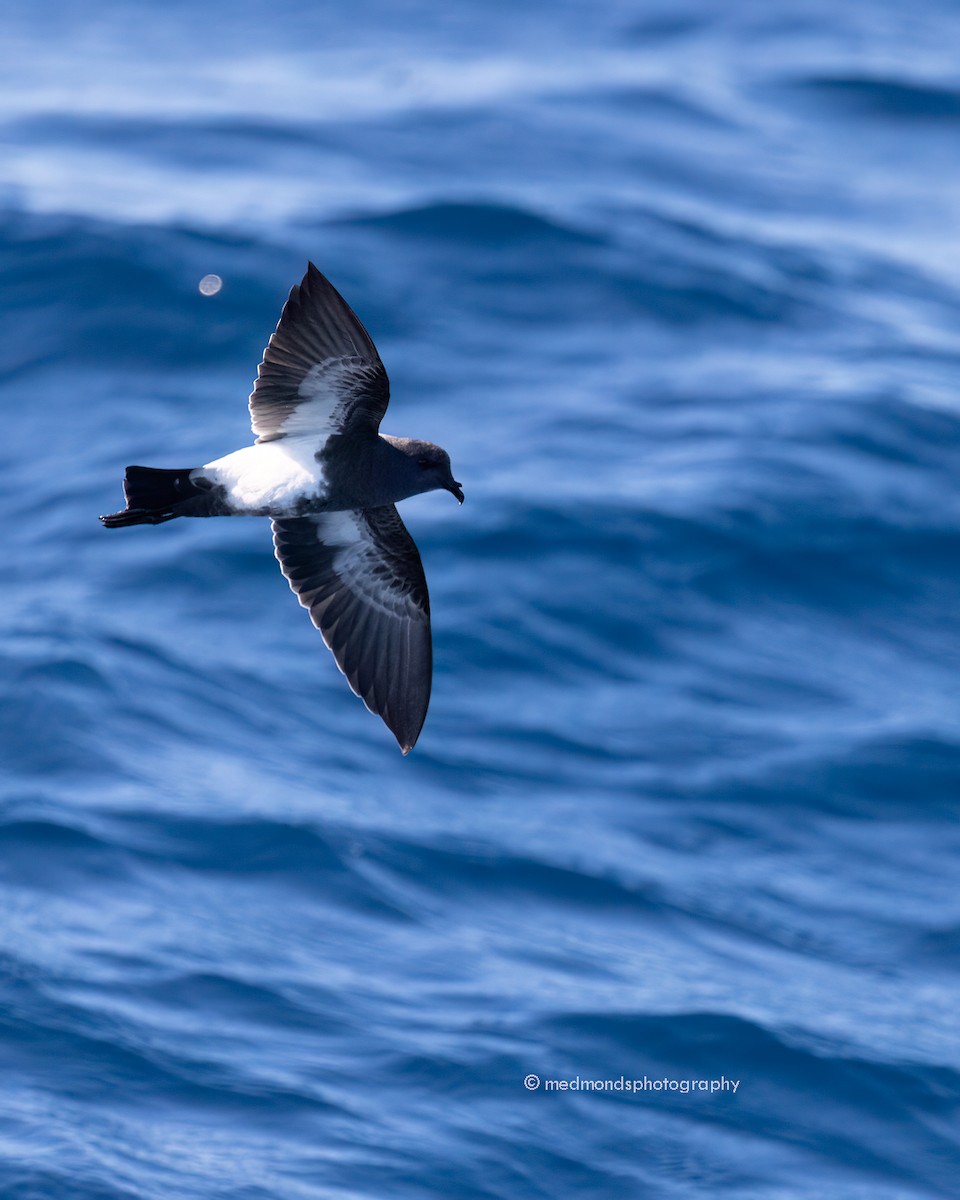 Black-bellied Storm-Petrel - ML620240687