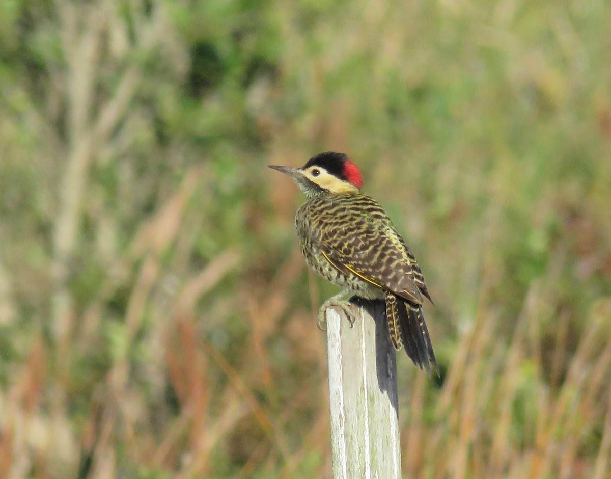 Green-barred Woodpecker - ML620240698