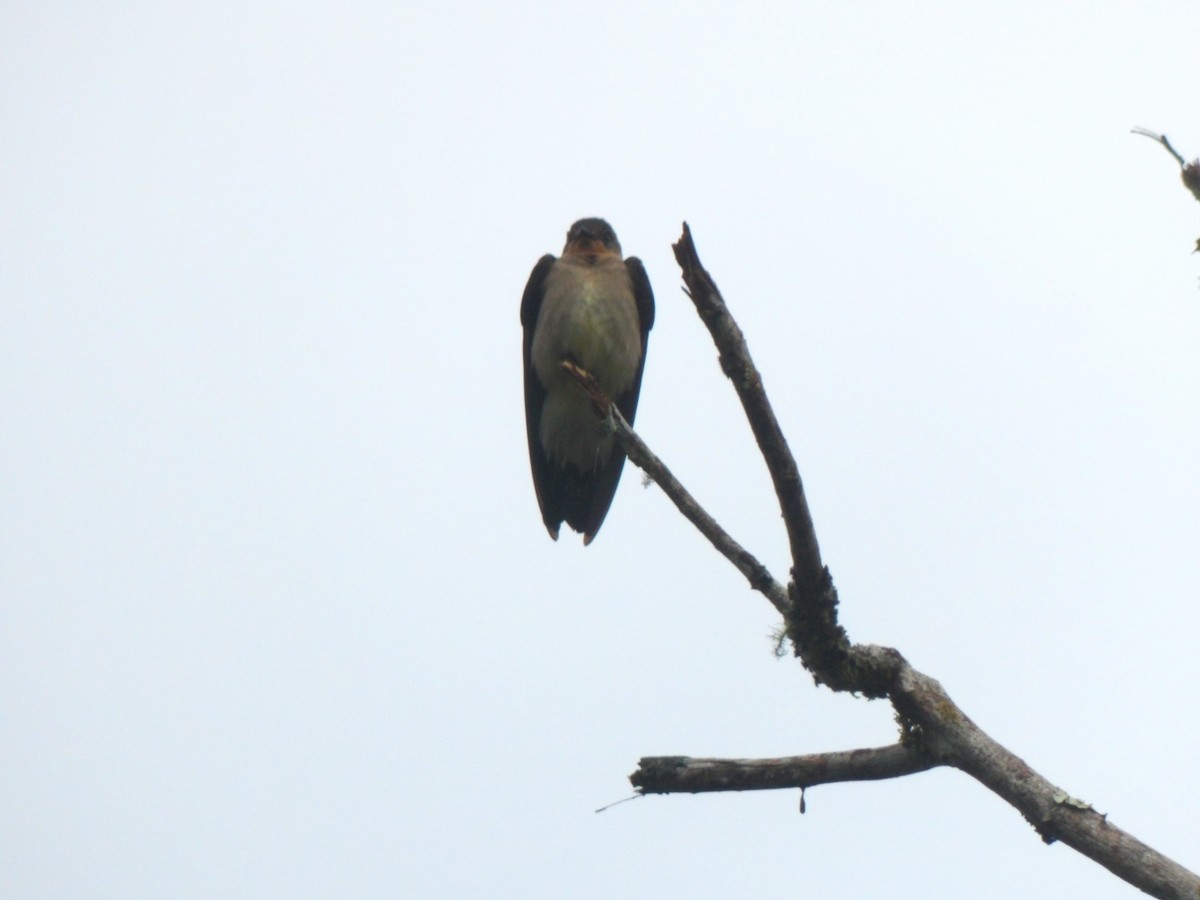 Southern Rough-winged Swallow - ML620240702