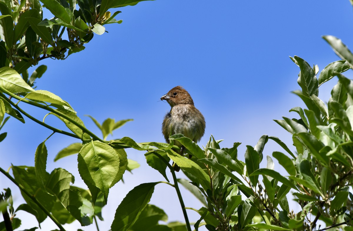 Indigo Bunting - ML620240703