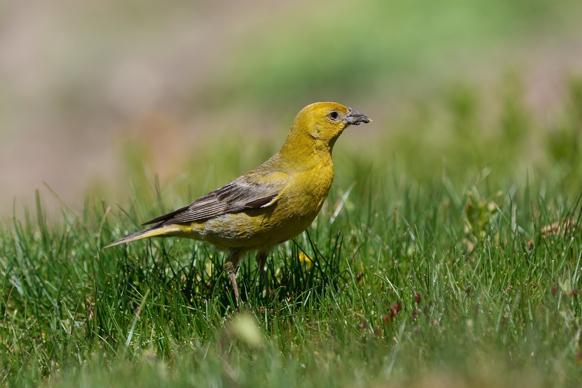 Greater Yellow-Finch - ML620240706