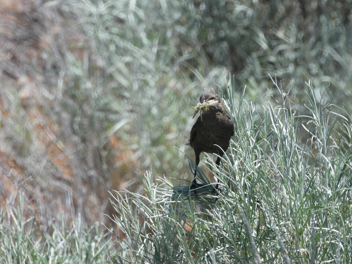 Brewer's Blackbird - ML620240707