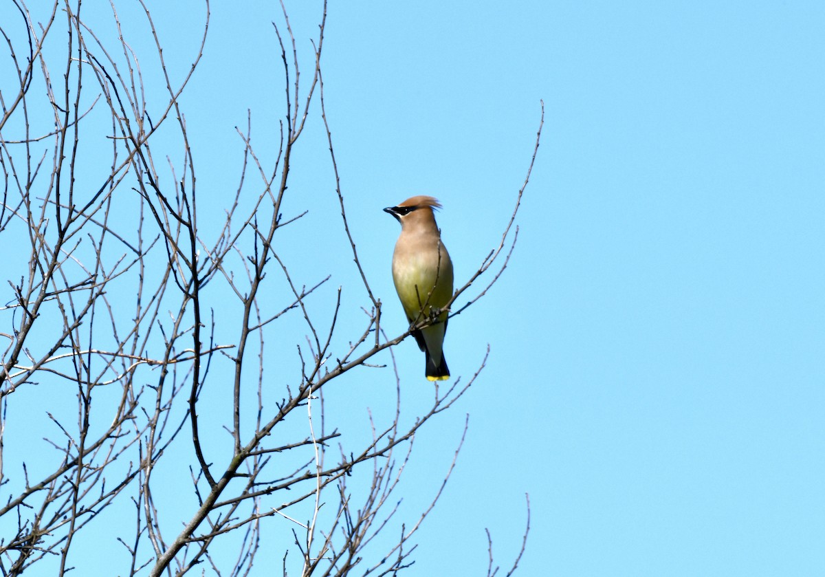 Cedar Waxwing - ML620240712