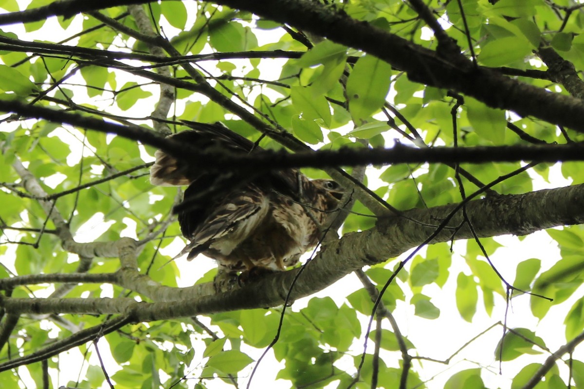 American Goshawk - ML620240713