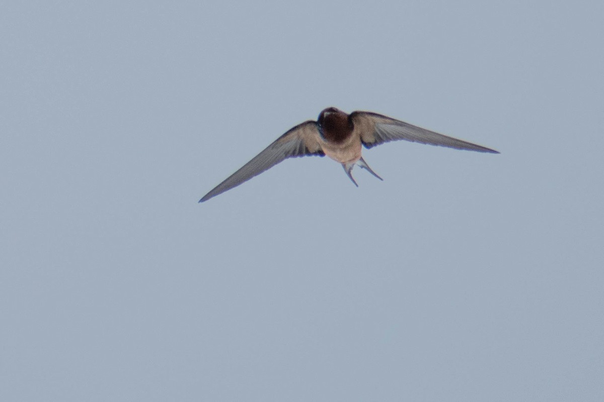 Barn Swallow - ML620240714