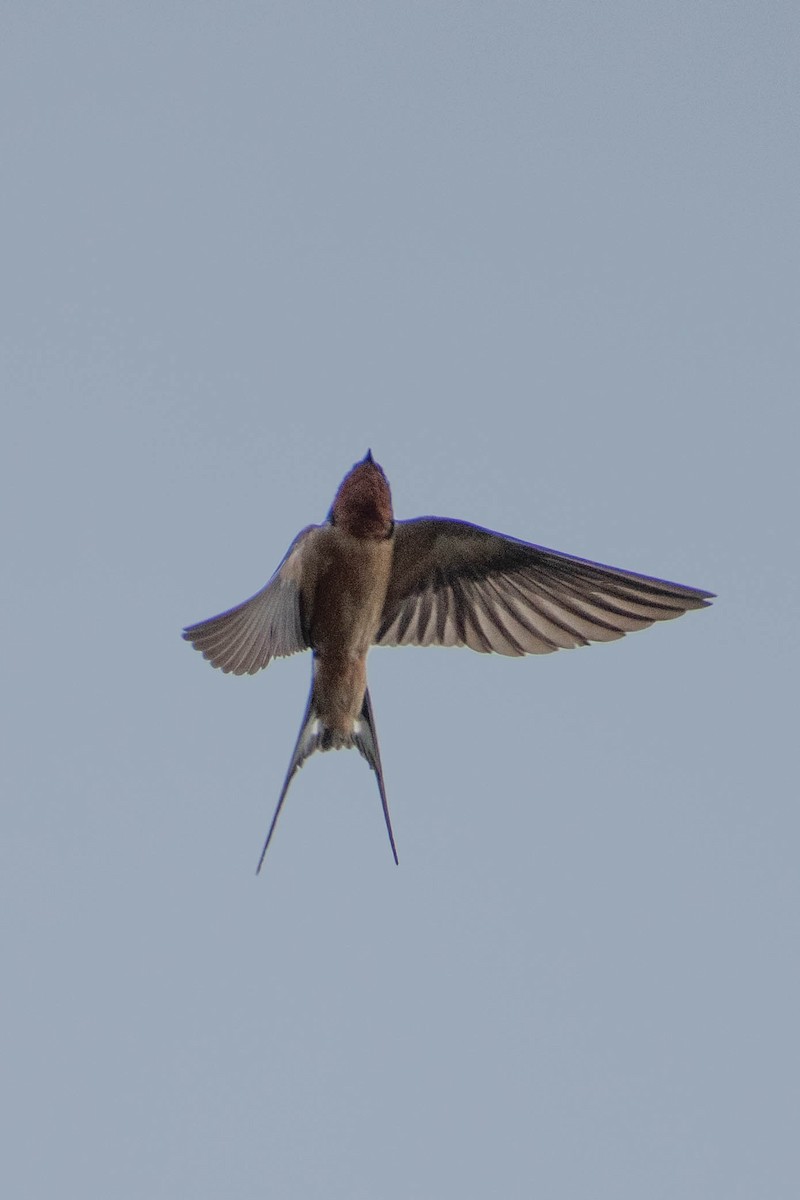 Barn Swallow - ML620240715