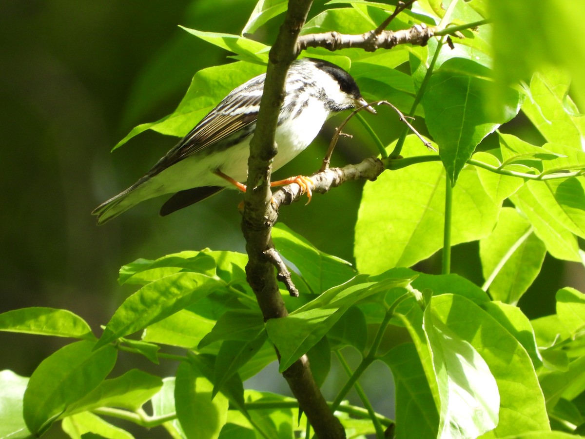 Blackpoll Warbler - ML620240717