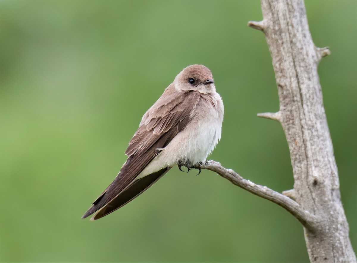 Northern Rough-winged Swallow - ML620240718