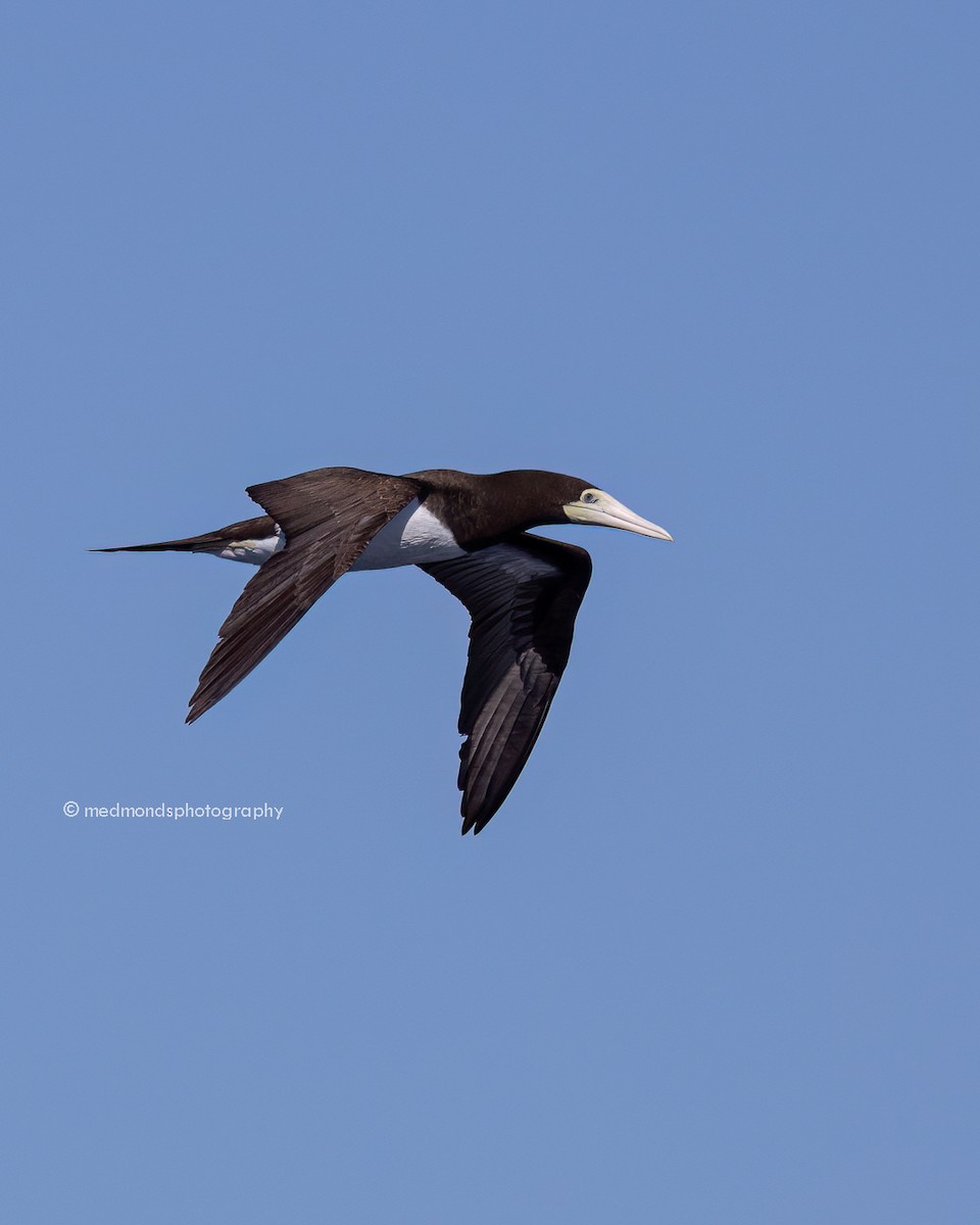 Brown Booby - ML620240722