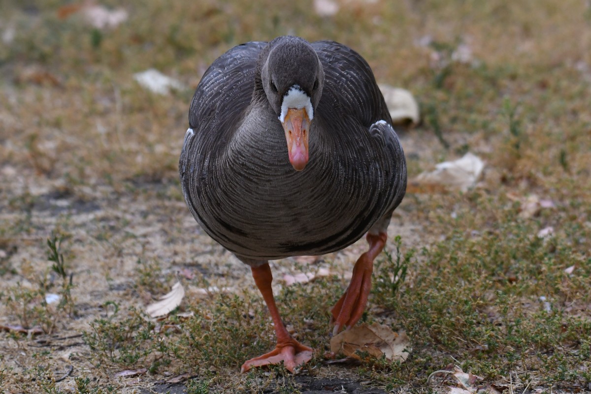 Greater White-fronted Goose - ML620240729
