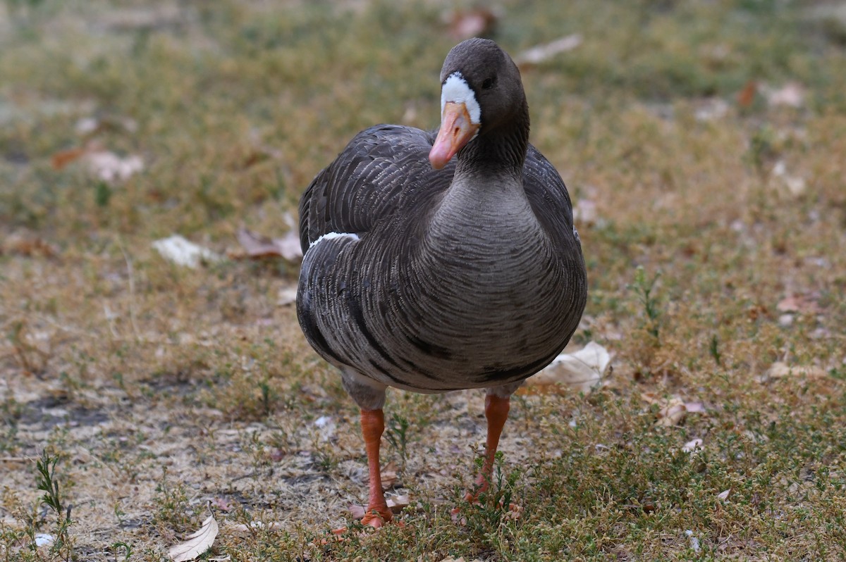 Greater White-fronted Goose - ML620240730