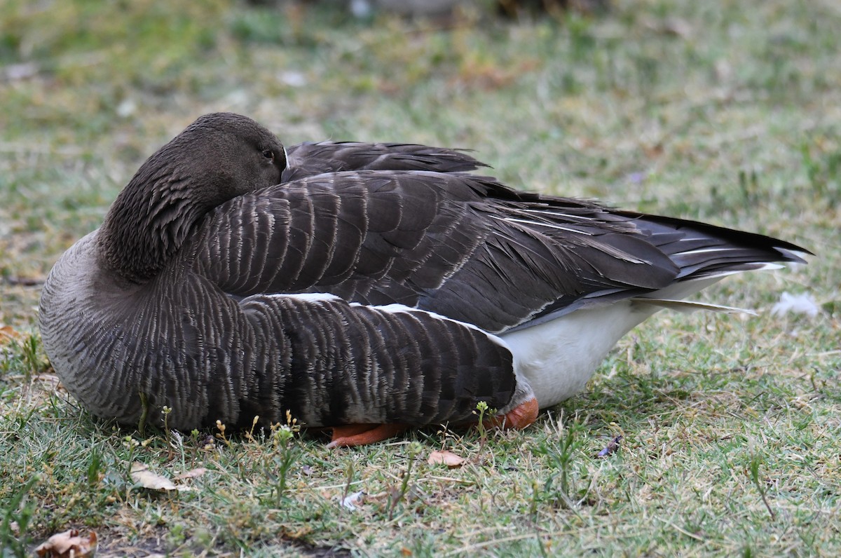 Greater White-fronted Goose - ML620240731