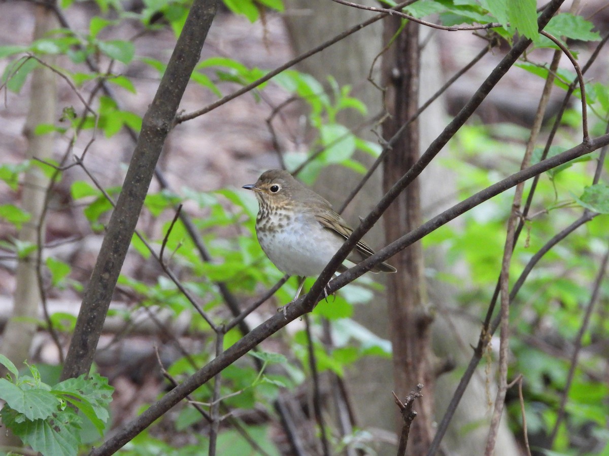 Swainson's Thrush - ML620240740