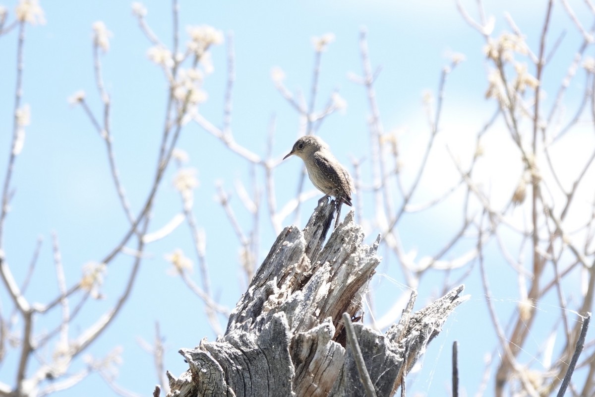 House Wren - Bob Greenleaf