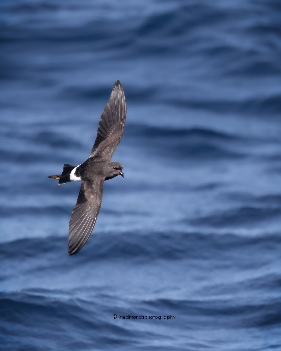 Wilson's Storm-Petrel - ML620240756