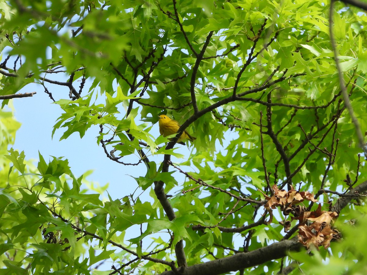 Yellow Warbler - ML620240758