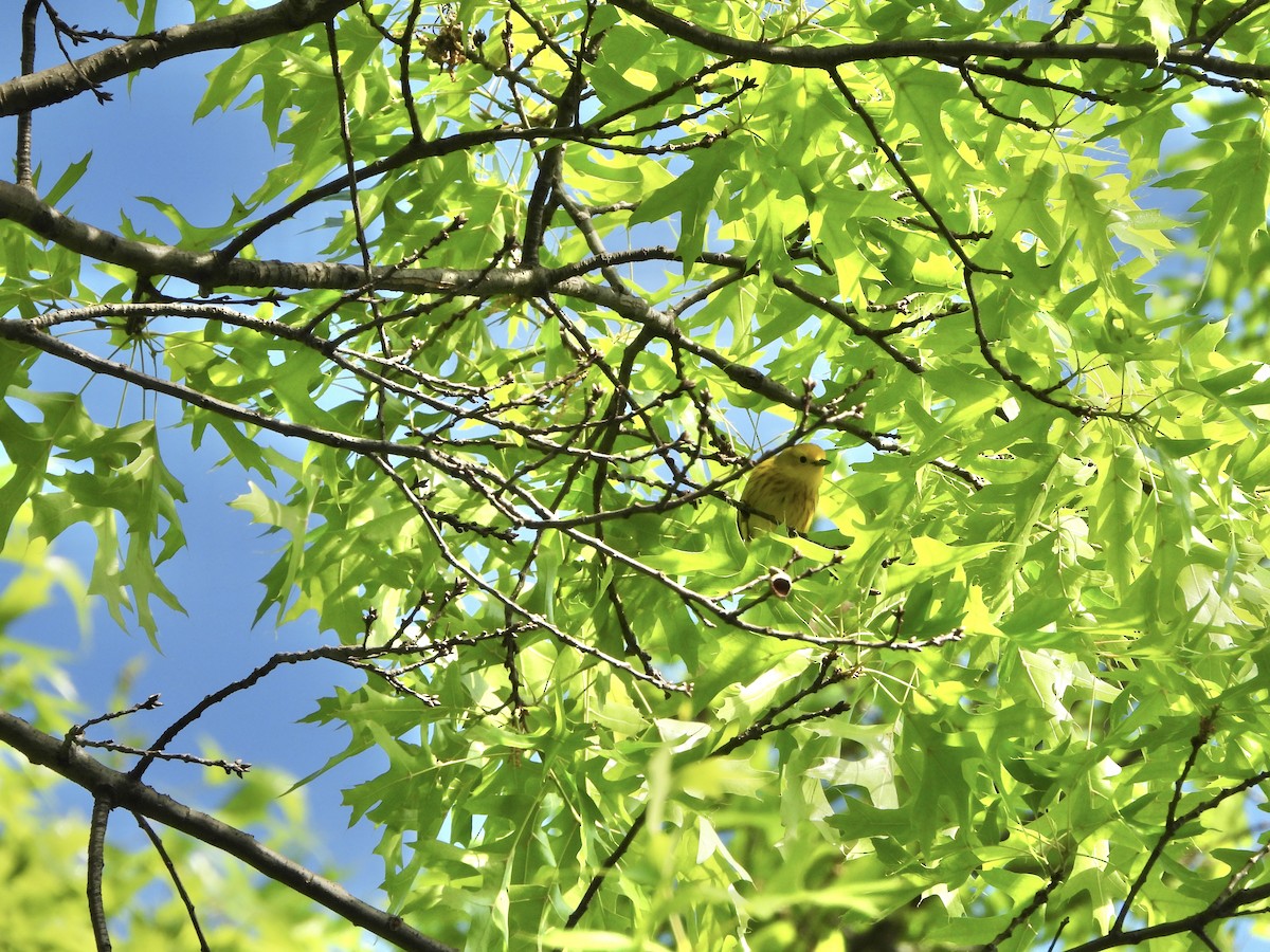 Paruline jaune - ML620240760