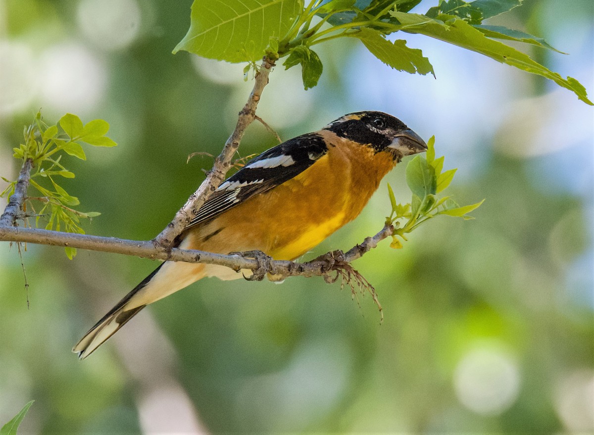 Black-headed Grosbeak - ML620240762