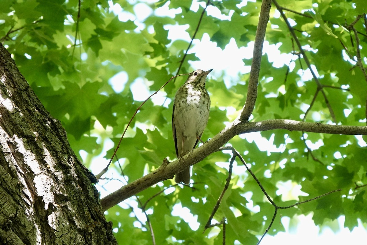 Hermit Thrush - ML620240763