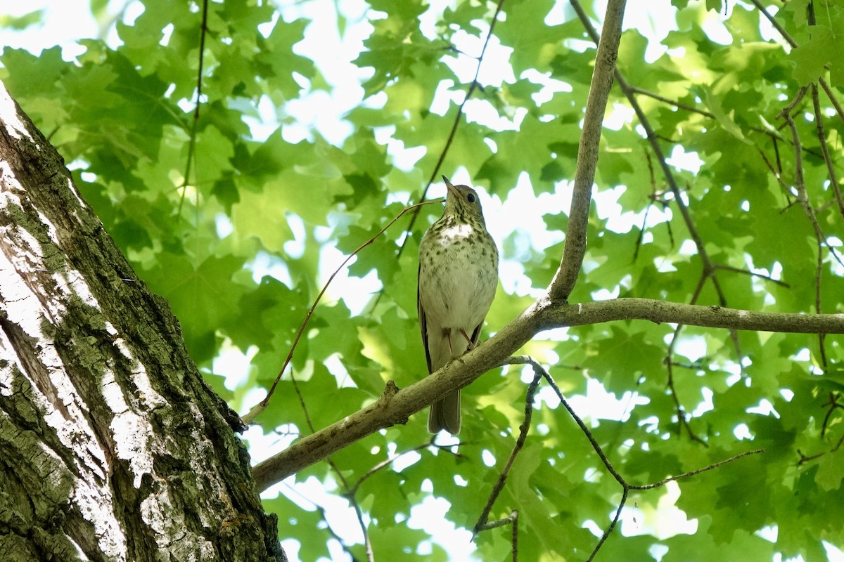 Hermit Thrush - ML620240764