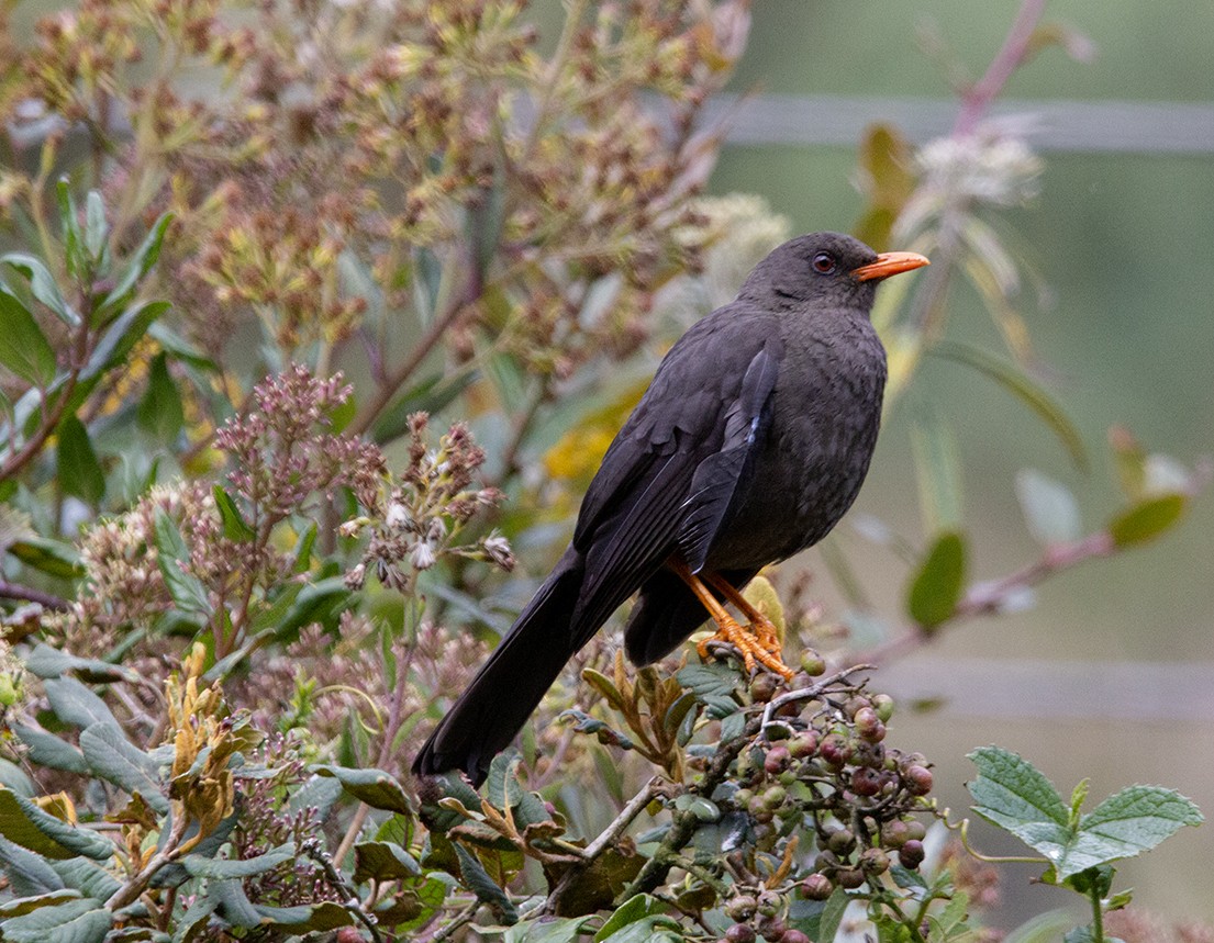 Great Thrush - ML620240765