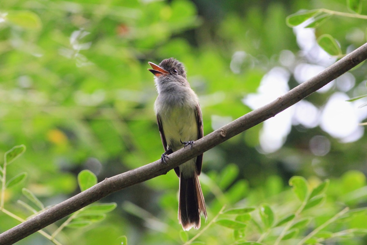 Apical Flycatcher - ML620240771